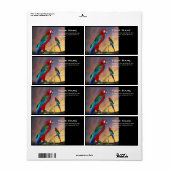 HYPER PARROS / BLAUE ARA (Vorne)