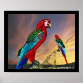 HYPER PARROS / RED ARA POSTER (Vorne)