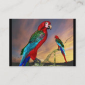 HYPER PARROS / RED ARA VISITENKARTE (Rückseite)