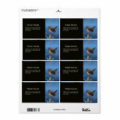 HYPER VRREN / ROBIN ROT BREAST (Vorne)