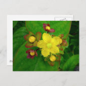Hypericum Androsaemon 01 Postkarte (Vorne/Hinten)