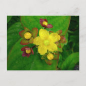 Hypericum Androsaemon 01 Postkarte (Vorderseite)