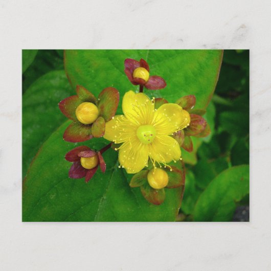 Hypericum Androsaemon 01 Postkarte (Vorderseite)