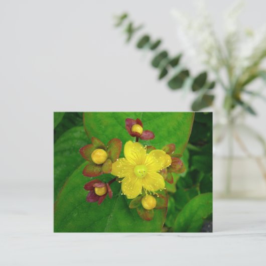Hypericum Androsaemon 01 Postkarte (Stehend Vorderseite)