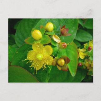 Hypericum Androsaemon 02 Postkarte