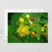 Hypericum Androsaemon 02 Postkarte (Vorne/Hinten)
