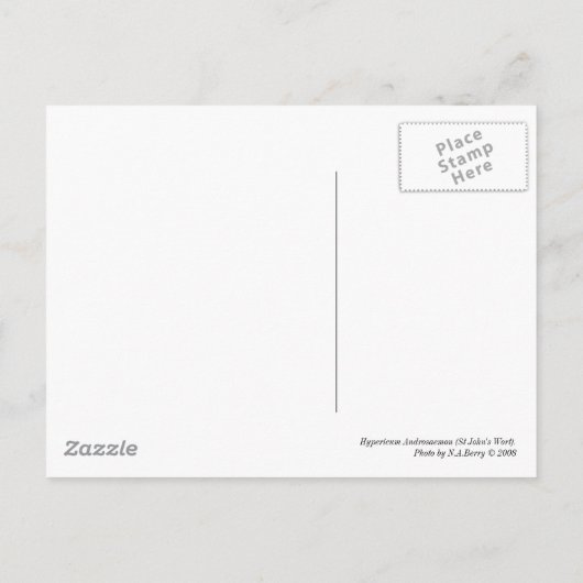 Hypericum Androsaemon 02 Postkarte (Rückseite)