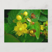 Hypericum Androsaemon 02 Postkarte (Vorderseite)
