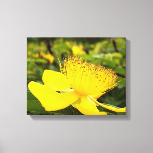 Hypericum Calcyinum Canvas Print Leinwanddruck