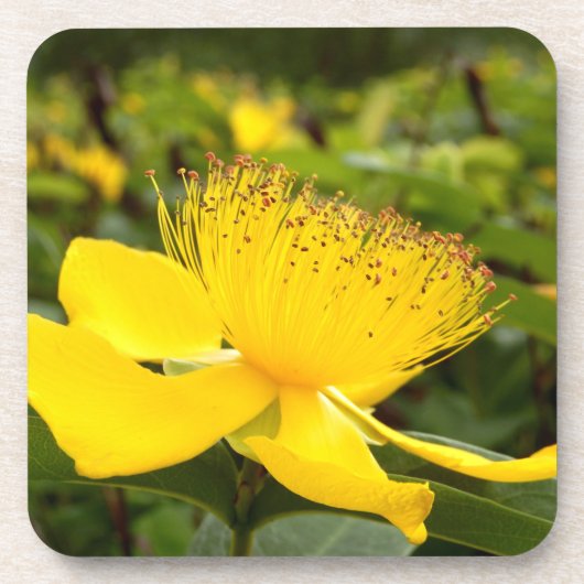 Hypericum Calcyinum Hard Plastic Untersetzer (Vorderseite)