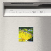 Hypericum calcyinum Magnet (In Situ (Geschirrspüler))