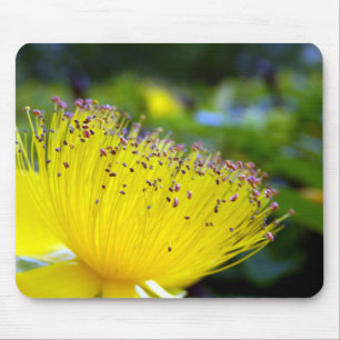 Hypericum Calcyinum Mouse Mat Mousepad