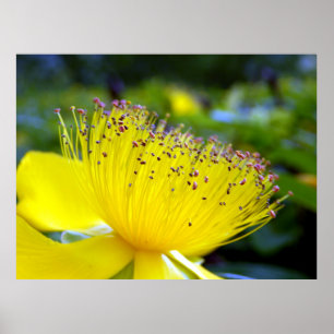 Hypericum Calcyinum Poster