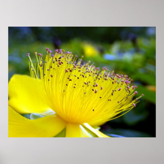 Hypericum Calcyinum Poster (Vorne)