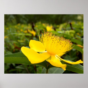 Hypericum Calcyinum Poster