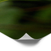 Hypericum Calcyinum Poster (Ecke)