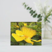 Hypericum Calcyinum Postkarte (Stehend Vorderseite)