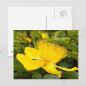 Hypericum Calcyinum Postkarte (Vorne/Hinten)