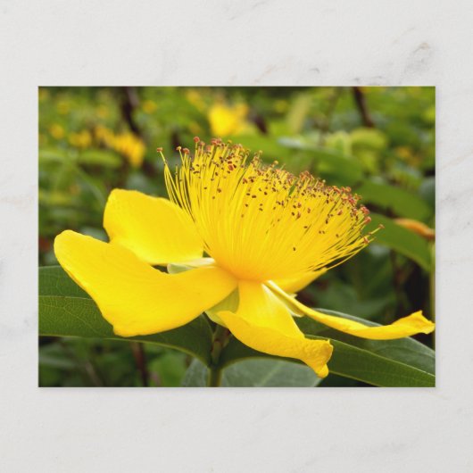 Hypericum Calcyinum Postkarte (Vorderseite)