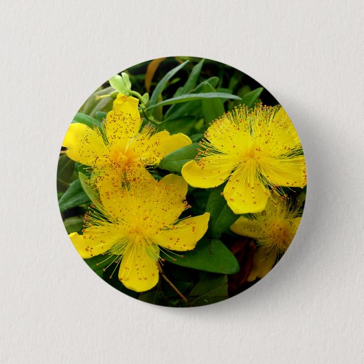 Hypericum calycinum Abzeichen Button (Vorderseite)