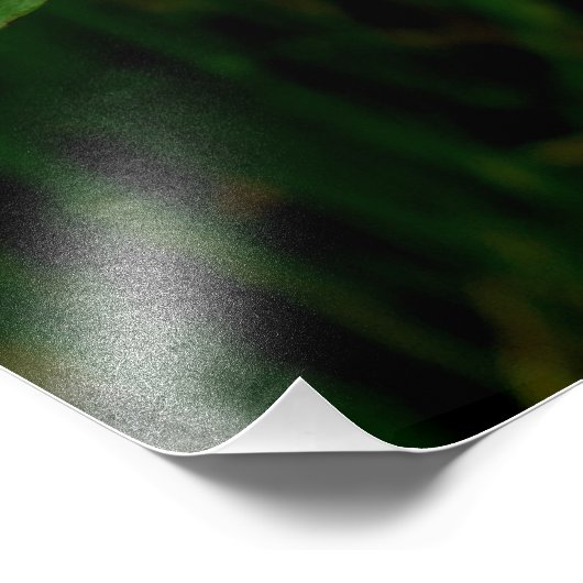 Hypericum calycinum fotodruck (Ecke)