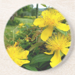 Hypericum calycinum getränkeuntersetzer