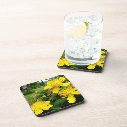 Hypericum calycinum getränkeuntersetzer (Rechte Seite)