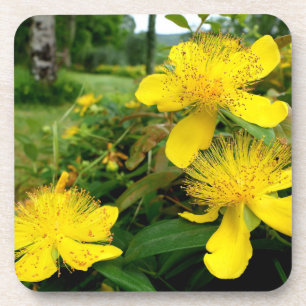 Hypericum calycinum getränkeuntersetzer