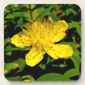 Hypericum calycinum getränkeuntersetzer (Vorderseite)