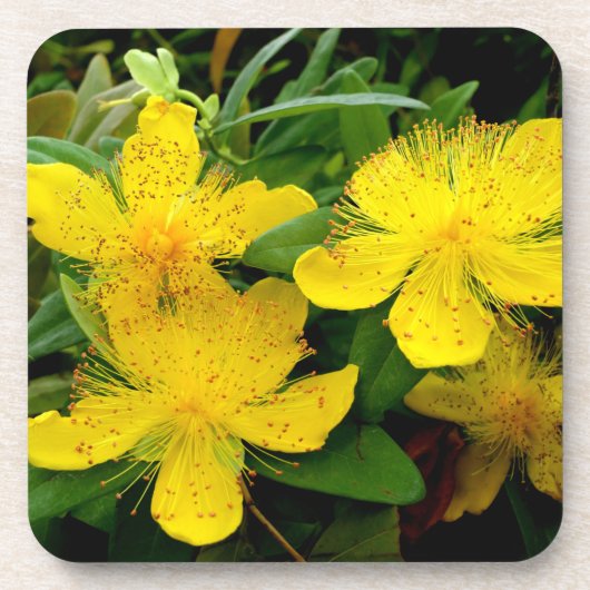Hypericum calycinum getränkeuntersetzer (Vorderseite)