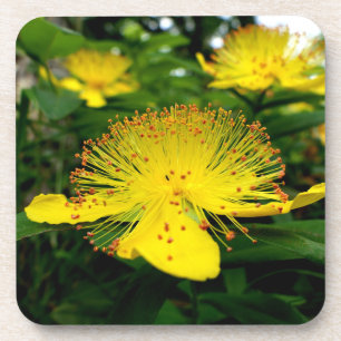 Hypericum calycinum getränkeuntersetzer