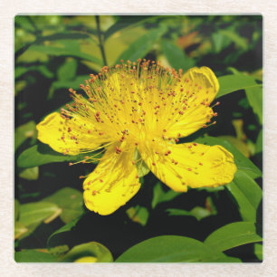 Hypericum calycinum glasuntersetzer