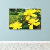 Hypericum calycinum leinwanddruck (Insitu (Holzboden))
