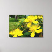 Hypericum calycinum leinwanddruck (Vorderseite)