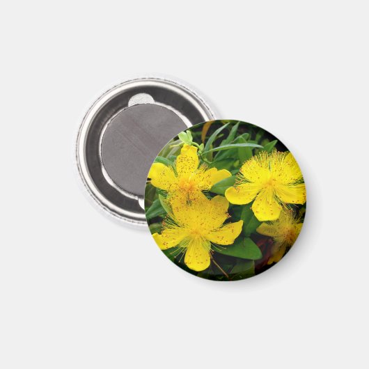 Hypericum calycinum magnet (Vorderseite/Rückseite)