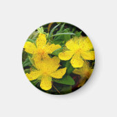 Hypericum calycinum magnet (Vorne)