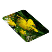 Hypericum calycinum magnet (Rechte Seite)