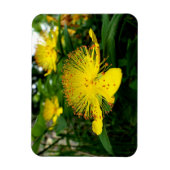 Hypericum calycinum magnet (Vertikal)