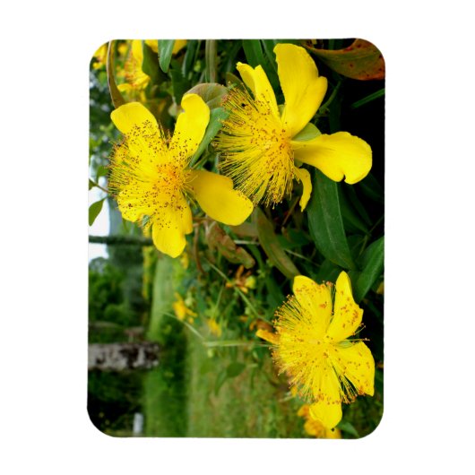 Hypericum calycinum magnet (Vertikal)