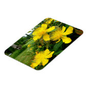 Hypericum calycinum magnet (Linke Seite)