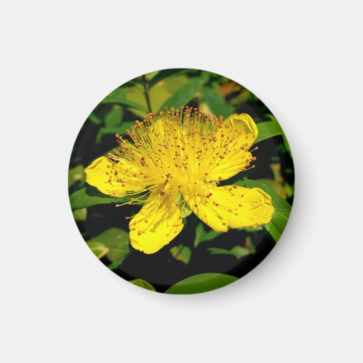Hypericum calycinum magnet (Vorne)