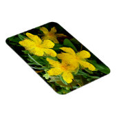 Hypericum calycinum magnet (Rechte Seite)