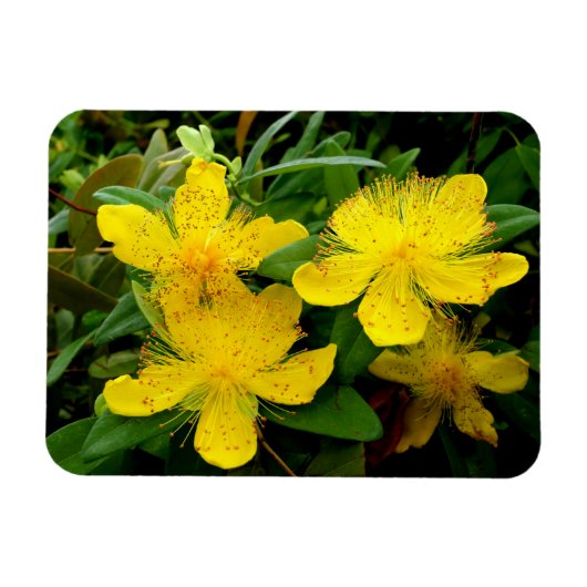 Hypericum calycinum magnet (Horizontal)