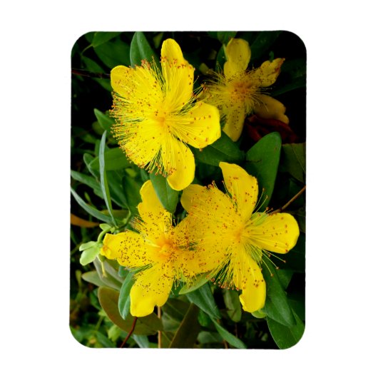 Hypericum calycinum magnet (Vertikal)