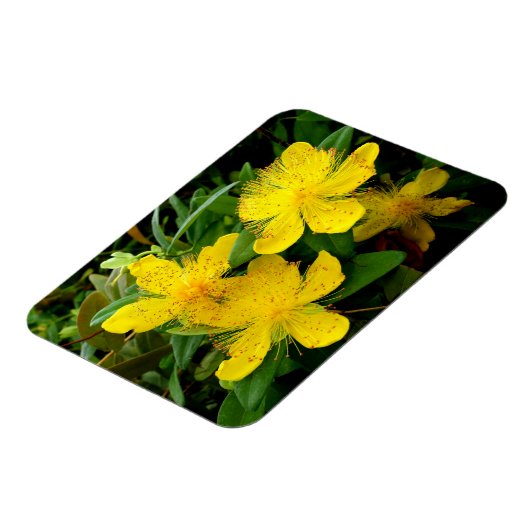 Hypericum calycinum magnet (Linke Seite)