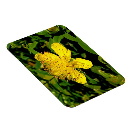 Hypericum calycinum magnet (Rechte Seite)