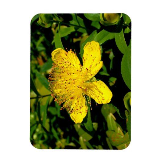 Hypericum calycinum magnet (Vertikal)