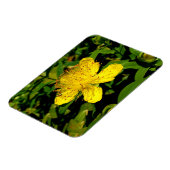 Hypericum calycinum magnet (Linke Seite)