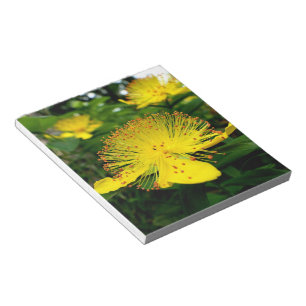 Hypericum calycinum notizblock