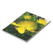 Hypericum calycinum notizblock (Rotiert)